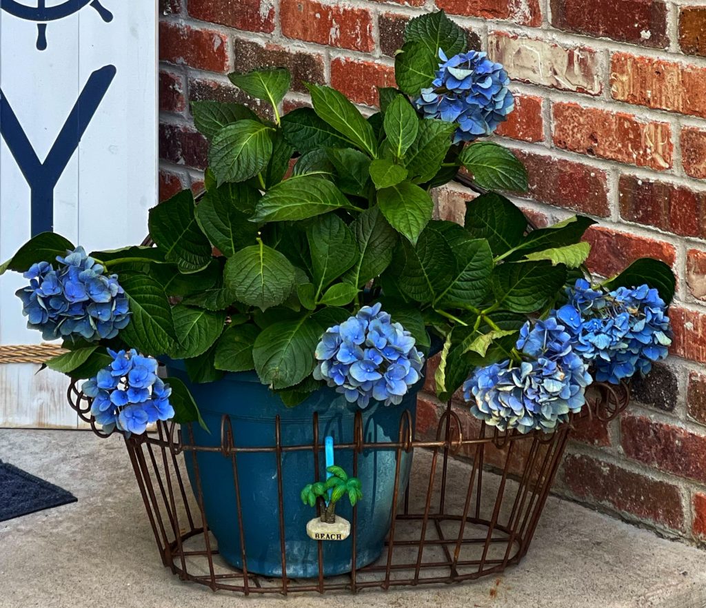 Image of blue hydrangea in a vintage basket