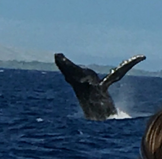 Image of humpback whale breach