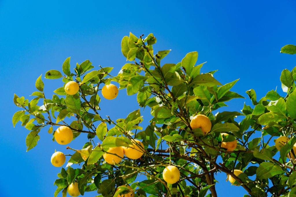 Image of a lemon tree from Dan Gold - Unsplash